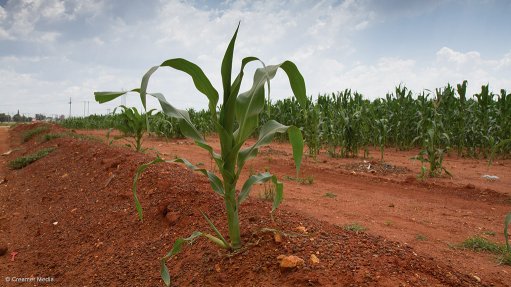 POSITIVE FORECAST
Once normal rainfall returns to South Africa, Omnia expects be in a good position to record substantial volume increases in its agriculture division

