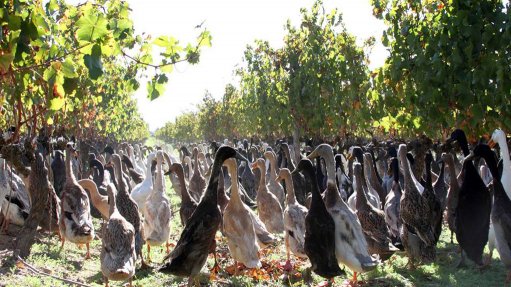 DUCK ARMY Around 1 000 Indian Runner ducks have been employed to eradicate the white dune snail population at Vergenoegd Wine farm in Stellenbosch
