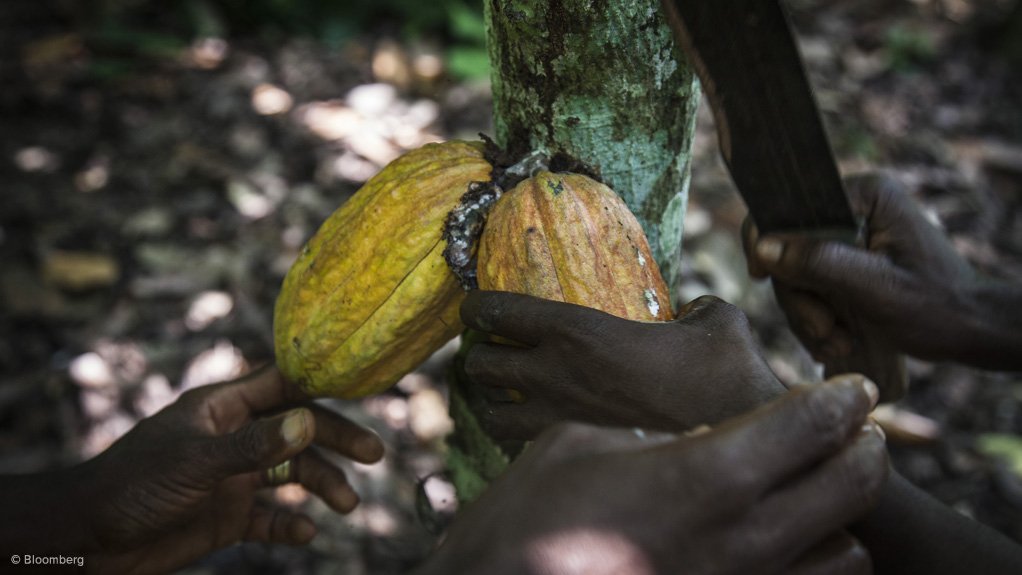 NECESSARY GROWTH
The $9-million risk-sharing agreement is aimed at helping smallholder cocoa farmers to access the credit needed to grow production and earnings
