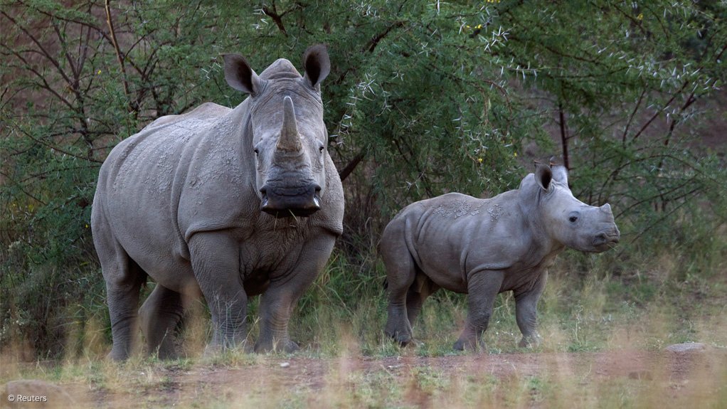 DEA: Minister of Environmental Affairs welcomes arrest and seizure of Rhino horns as historic wildlife conference gets underway in Johannesburg