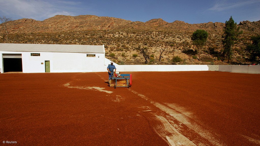 Rooibos, Honeybush among South Africa’s most widely commercially cultivated plant products