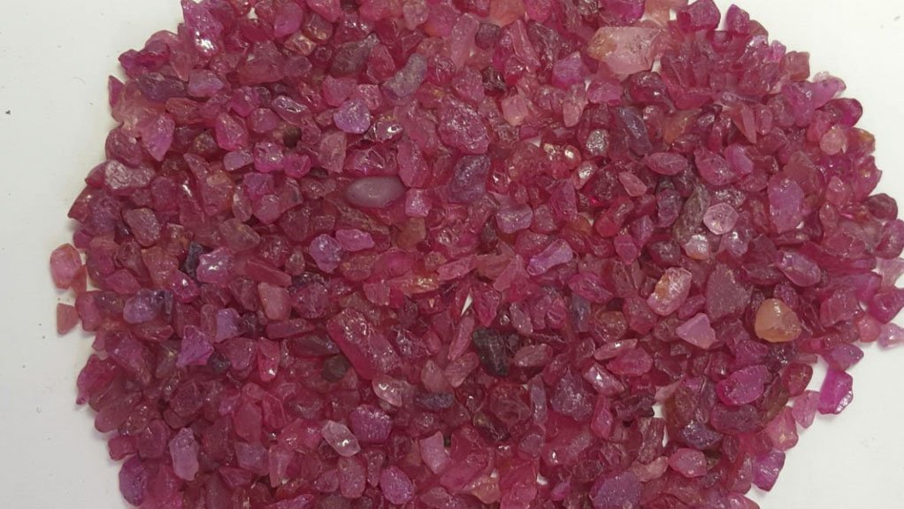 PRECIOUS RETURNS These rubies are the first recoveries from 2 683 t of initial material processed by Mustang’s two 487.6 cm rotary pans during the start-up of the bulk sampling plant 