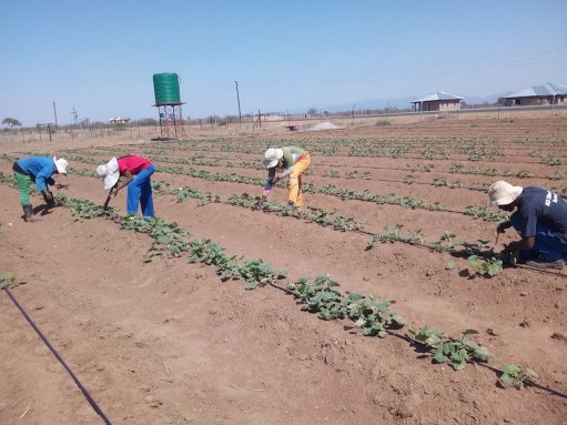 Eskom business competition boosts local agriculture business