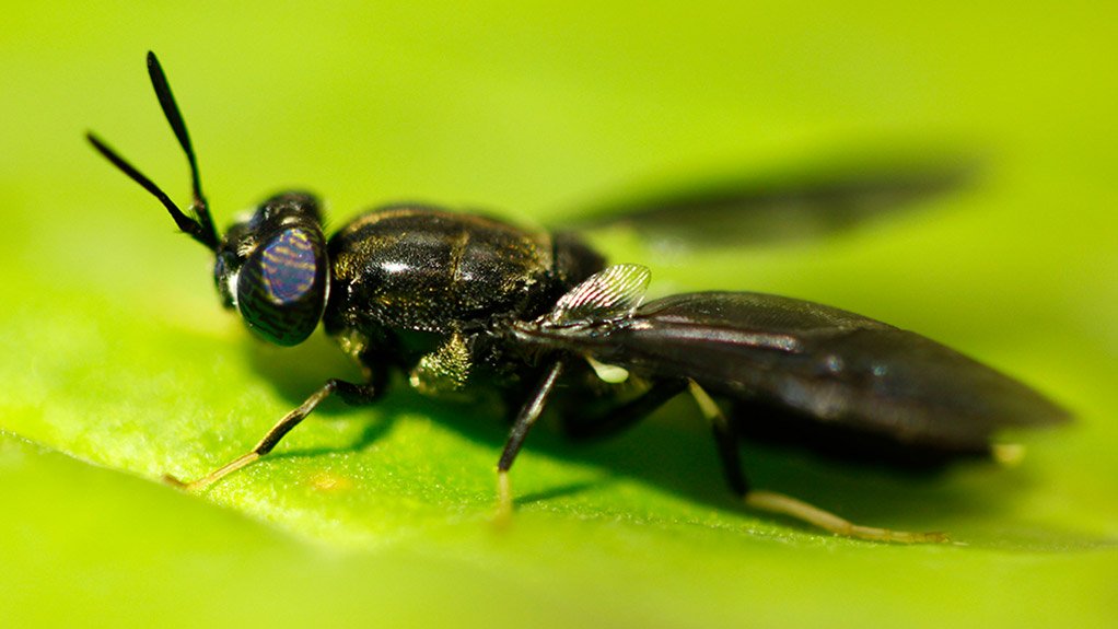 The Black Soldier fly