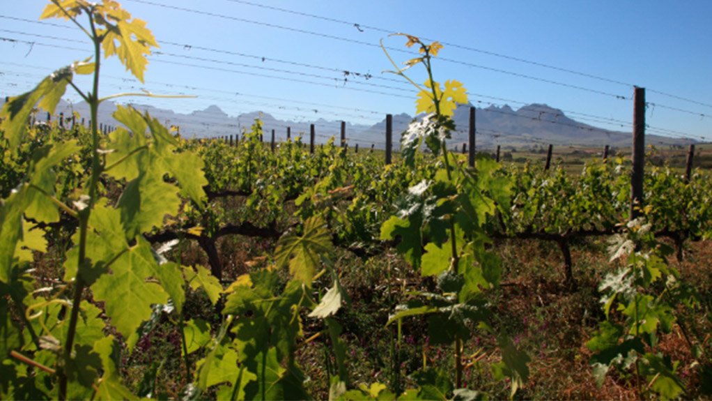 Wine industry under pressure amid subdued economy