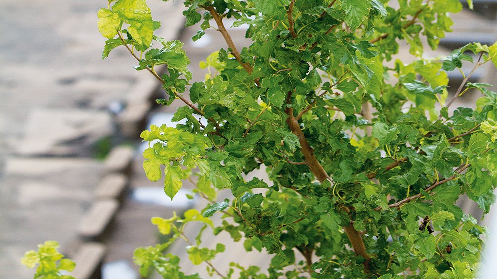 GREEN SHOOTS, BUT . . . 