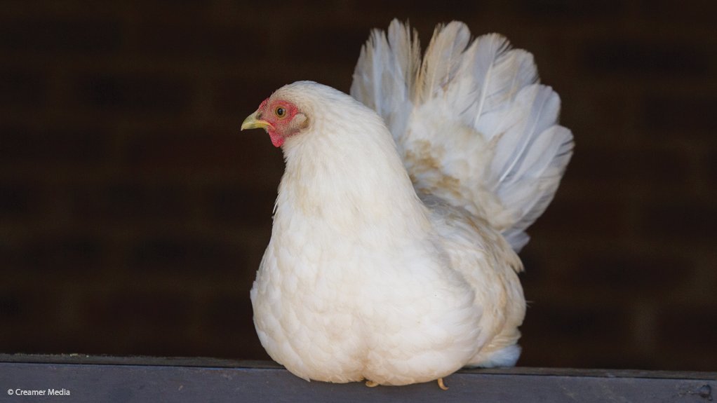 ANC wants government to bail out poultry industry
