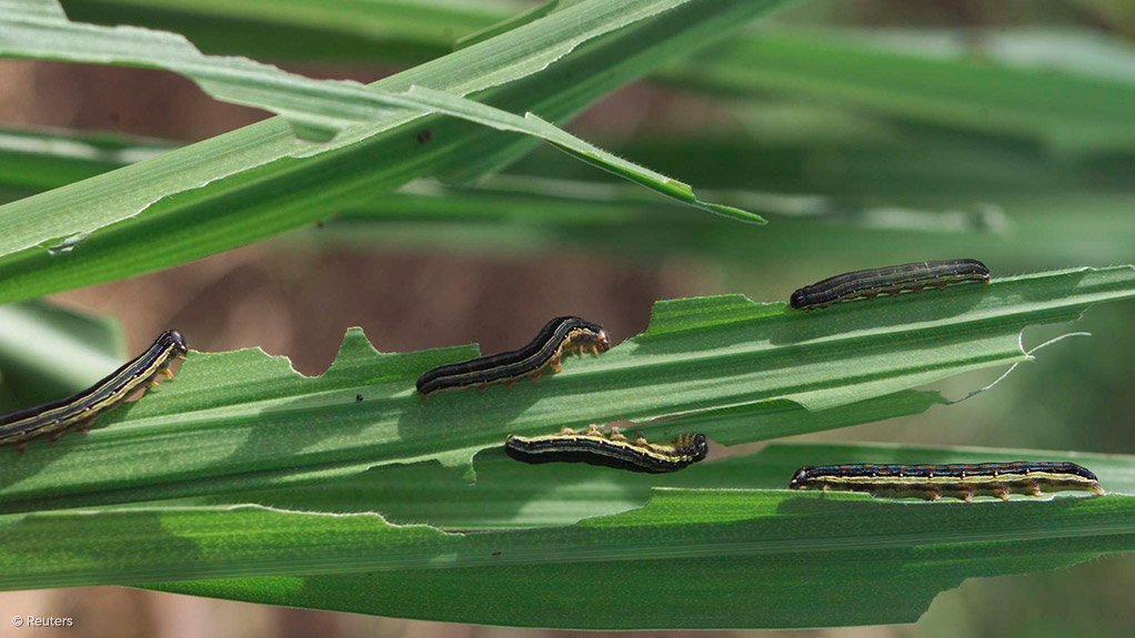 THE FALL ARMYWORM If the outbreak cannot be contained, it can affect maize production by almost 80%