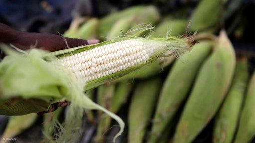 South African maize production doubles despite droughts worsening across East Africa