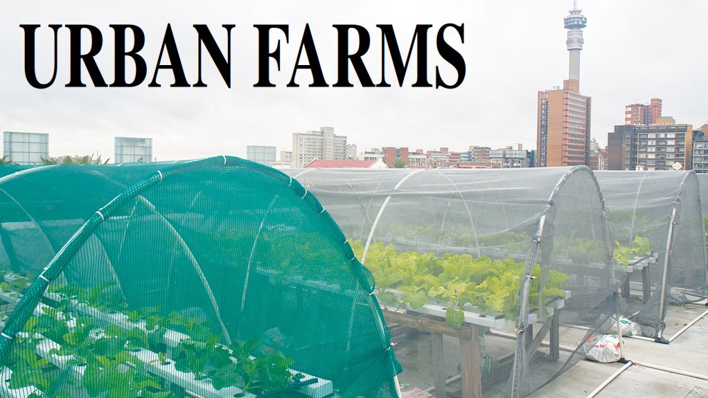 Joburg rooftop gardens bringing agriculture to heart of city living