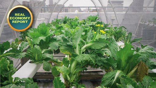 Urban agriculture pilot project hints at potential