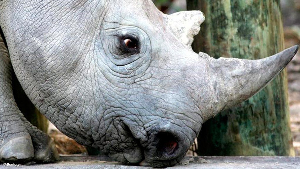 Traditional healers unite to fight rhino poaching