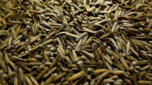 Saudi Arabia to build three fly farms, says AgriProtein