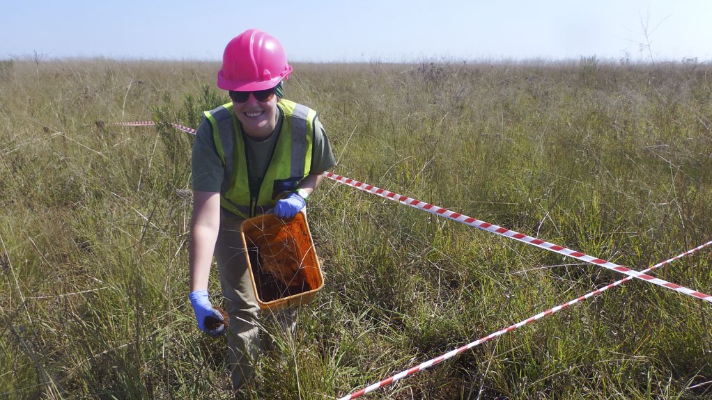 FIELD TEST
Dung beetles have been applied to degraded land on a former coal mine, thereby demonstrating their real-world viability in improving key aspects of soil quality
