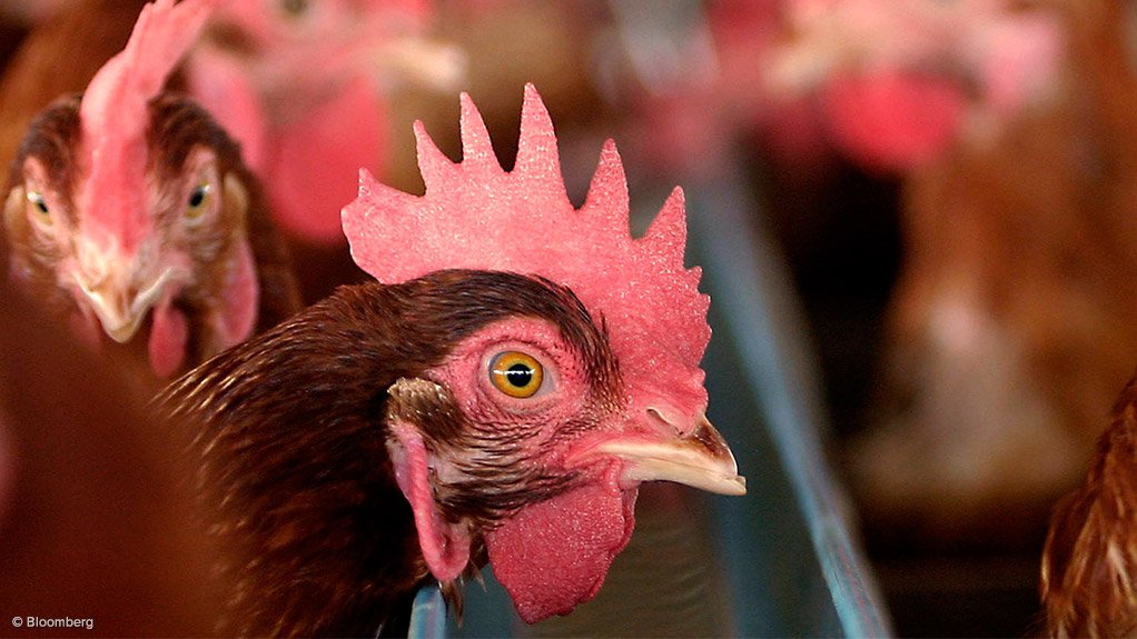 DAFF: SA suspends all trade in birds and chicken products from Zimbabwe