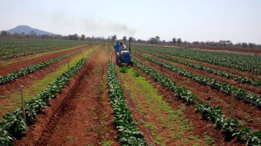 Small farms an economical option in South Africa