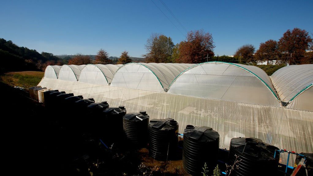 PLANT PROTECTION Haygrove’s multispan polytunnel structure provides a controlled environment for the aquaponic and hydroponic systems 