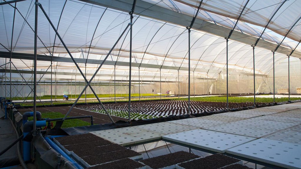 GREEN GROWING Hydroponically grown butter lettuce is meeting consumer demand for organic produce while mitigating the costs of inorganic fertiliser and energy 