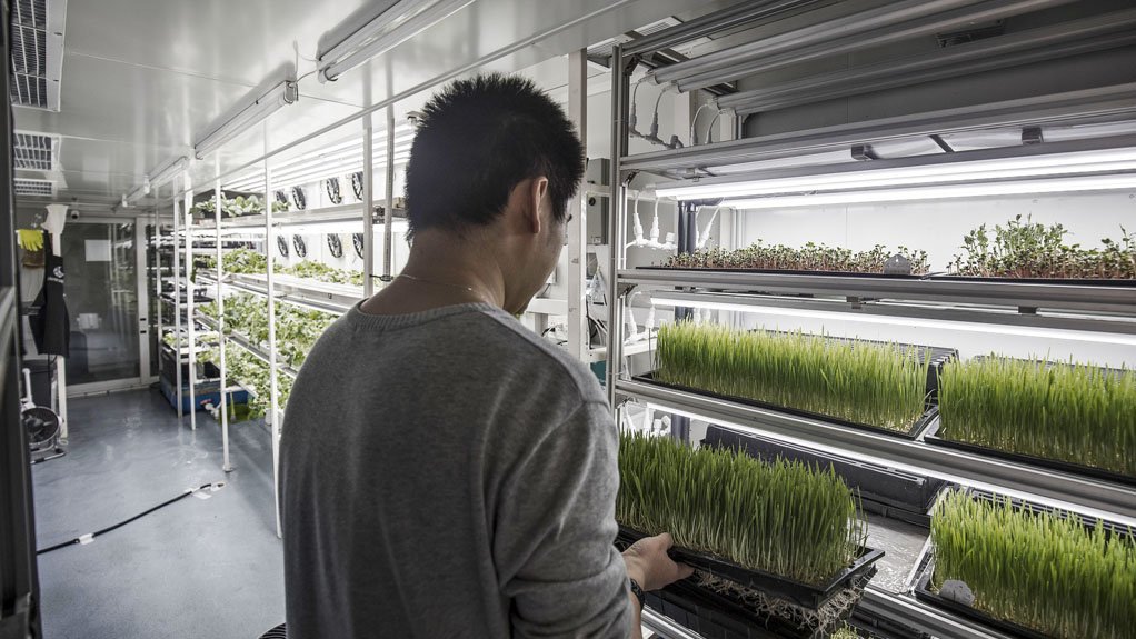 MODERN FARMING
Wheat grass and other leafy greens are being grown in vertical farming units in China created out of retrofitted shipping containers 
