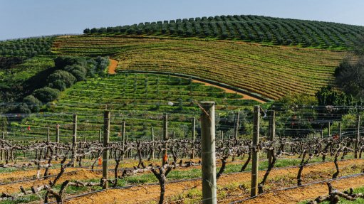 UNIQUE ENVIRONMENT The Western Cape plays a key role in South Africa’s agricultural sector, with a unique rainfall pattern allowing for a mixture of agricultural activities 