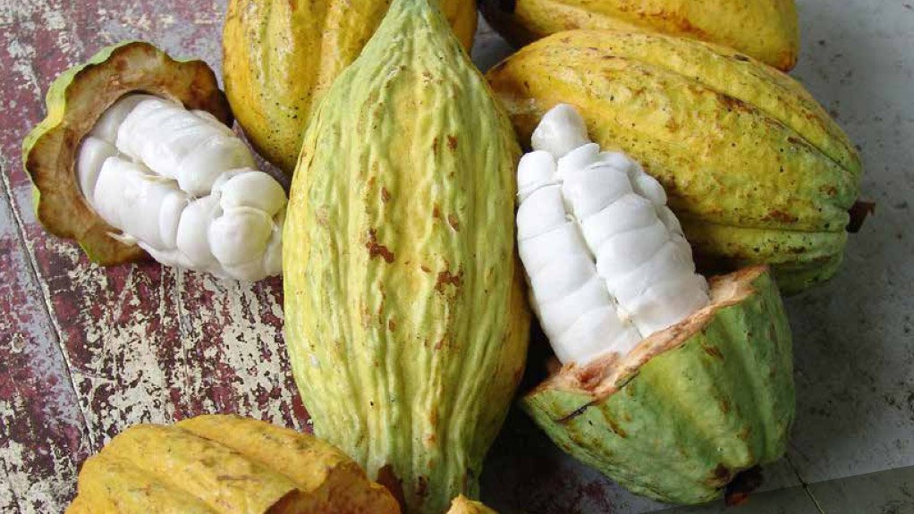 The Cocoa Conundrum: Transforming the cocoa sector in Ghana to reap its full potential