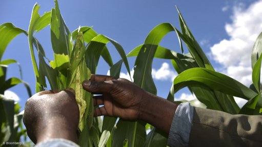 FOOD INSECURITY Food is heavily reliant on water supply. Scarce water supply puts crops and livestock at risk