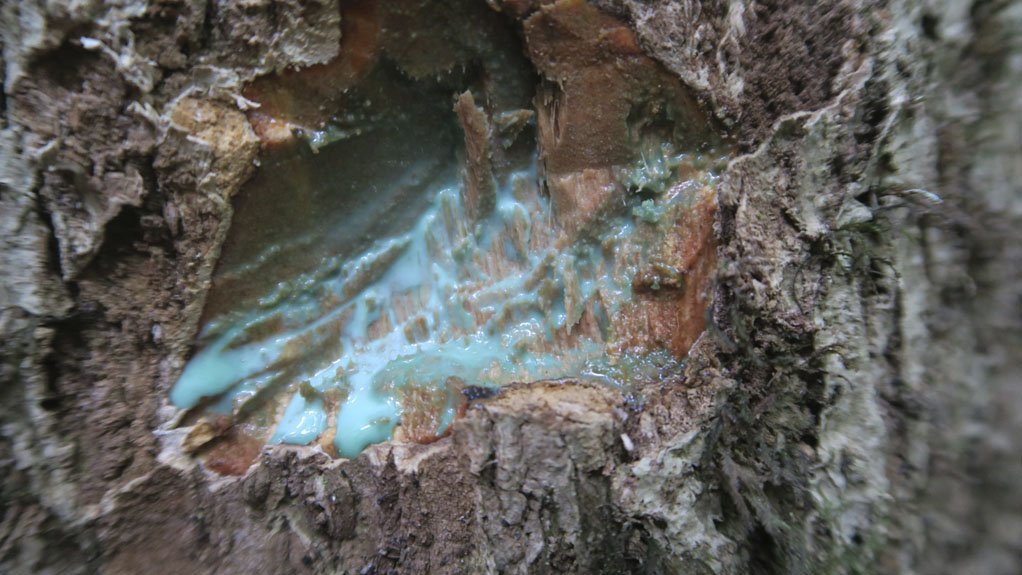 FLUID POTENTIAL
The famous blue sap (with 25% nickel) in the New Caledonian tree Pycnandra acuminate contains 25% nickel
