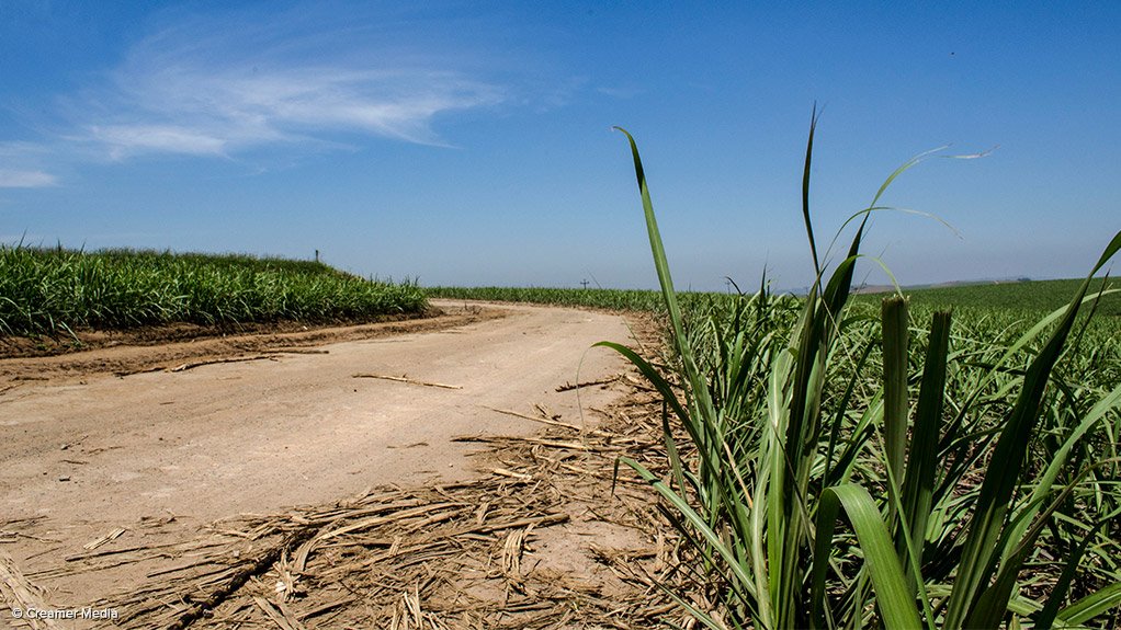 DEDICATED TO SUGAR CANE Large parts of KwaZulu-Natal and Mpumalanga, about 360 000 ha, are dedicated to growing sugar cane