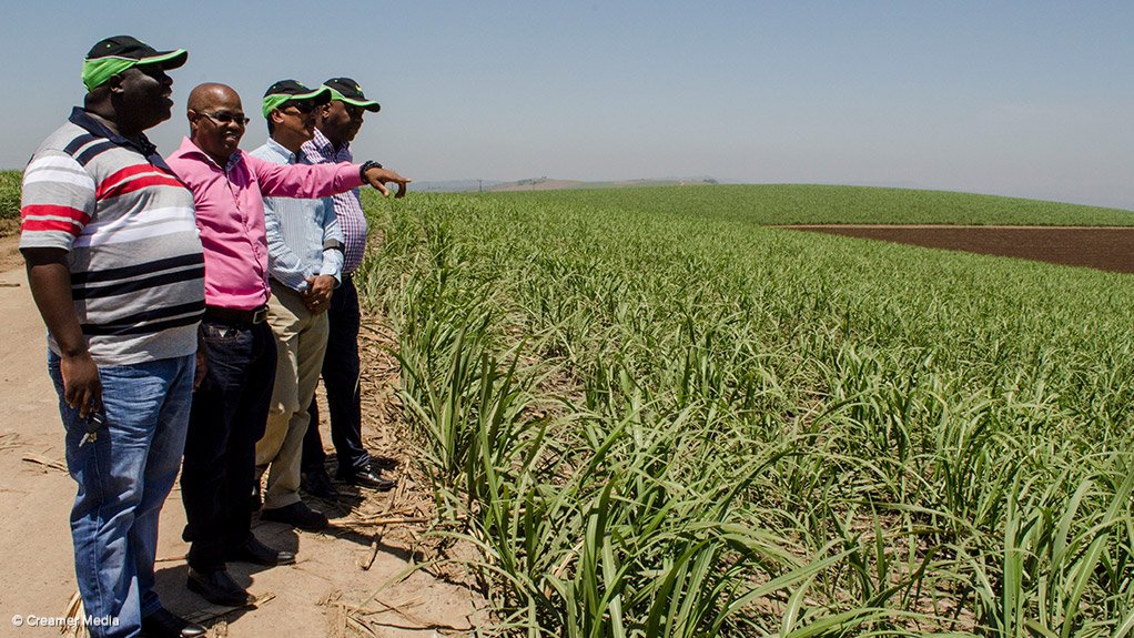 DEVELOPMENT PUSH The South African Sugar Association has used over R206-million to develop black growers in the industry