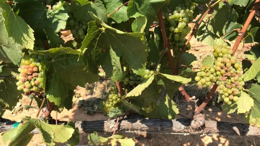 Sawis warns wine grape crop may be smallest since 2005