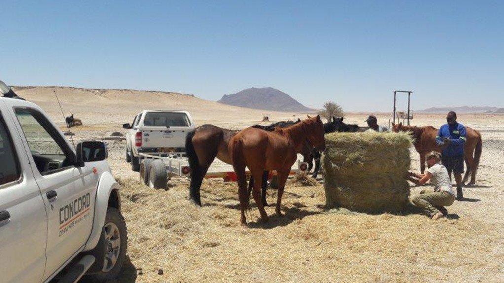 InServe companies come to the aid of the wild horses of Namibia