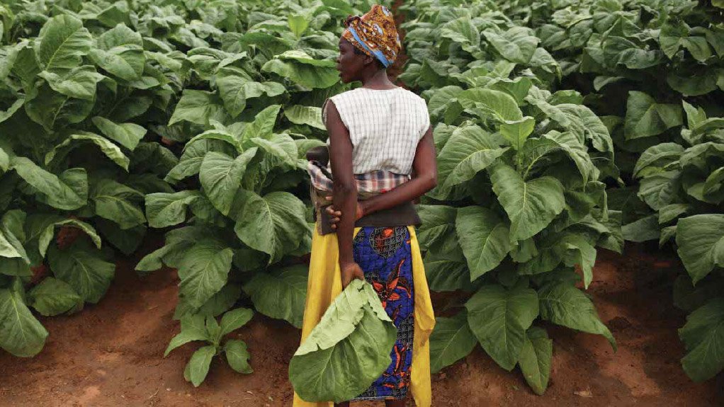A Bitter Harvest – Child Labor and Human Rights Abuses on Tobacco Farms in Zimbabwe