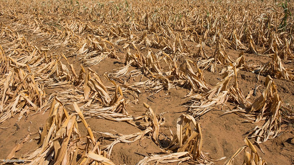 CAPE DROUGHT
It has been predicted that the Western Cape drought will cause job losses of 30 000 and monetary losses of R5.9-billion in the agriculture industry
