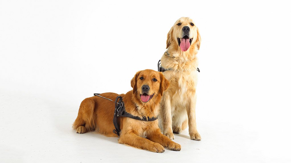 Guide dog puppies - the SA Guide Dogs Association for the Blind is the official charity partner for A-OSH EXPO 2018