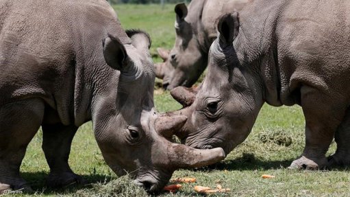 Scientists hope test-tube embryos can save near-extinct white rhino