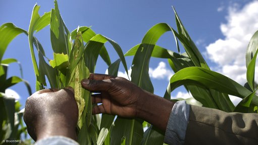 PEST ARMY 
The invasion of the fall armyworm is threatening the food security of 300-million people in Africa