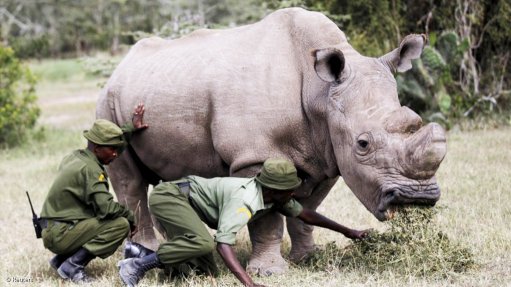 Rhinos are not the only victims of poaching