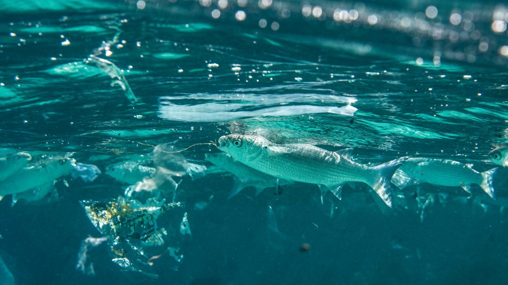 MISTAKEN FOR FOOD
A case in point as a Grey Mullet eats plastic waste in the ocean. As large plastic items break down, they take on an appearance similar to what some fish know as food and become ingested
