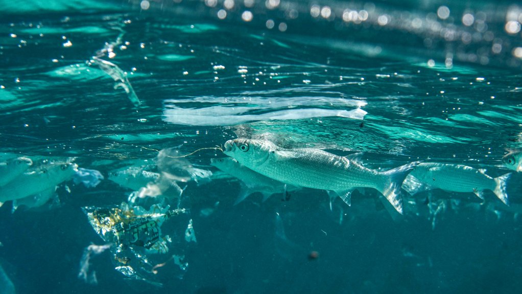 MISTAKEN FOR FOOD
A case in point as a Grey Mullet eats plastic waste in the ocean. As large plastic items break down, they take on an appearance similar to what some fish know as food and become ingested

