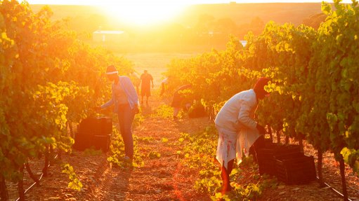 RIPE FOR THE PICKING
The harvest done at exactly the right time makes for a good wine
