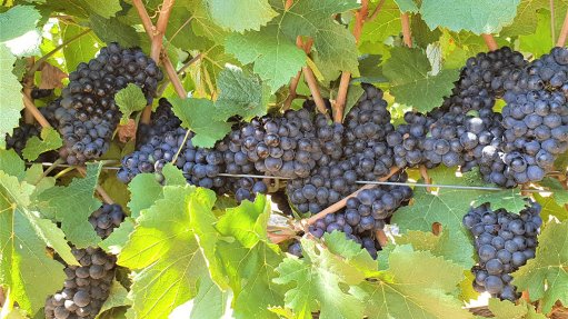 South African wine grape crop for 2019 ‘marginally larger’ – Vinpro