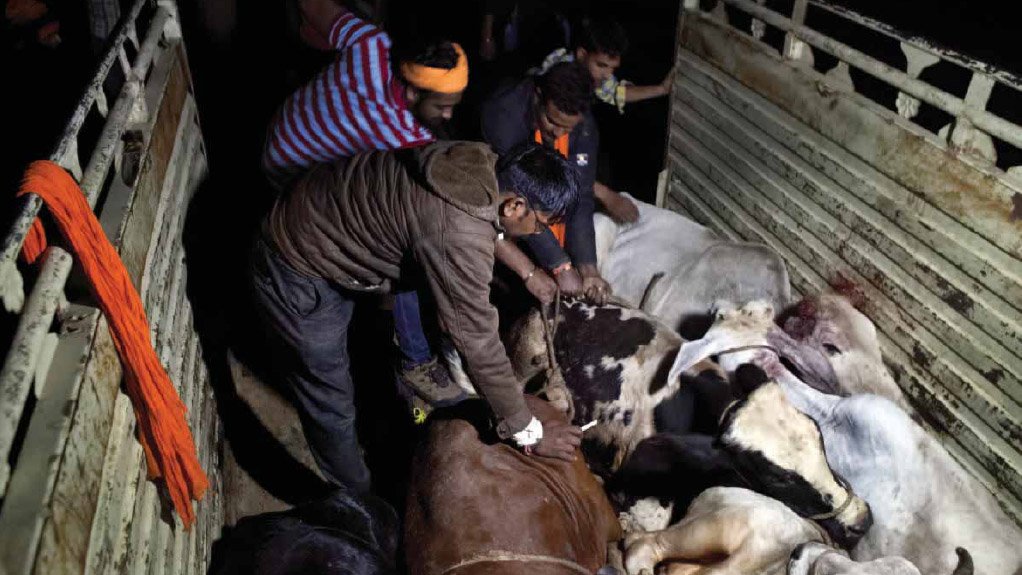 Violent Cow Protection in India – Vigilante Groups Attack Minorities