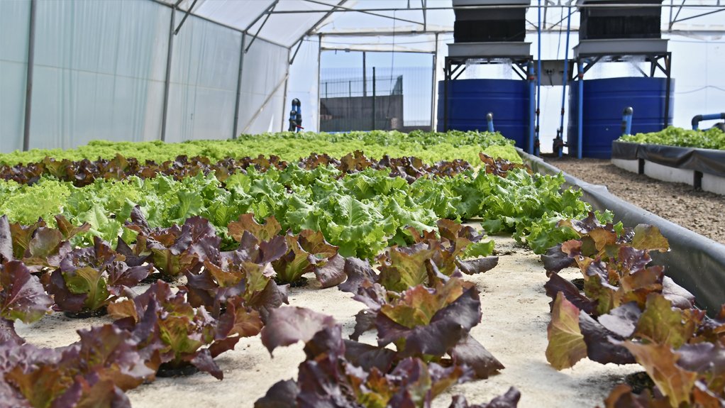 Lettuce aquaponics
