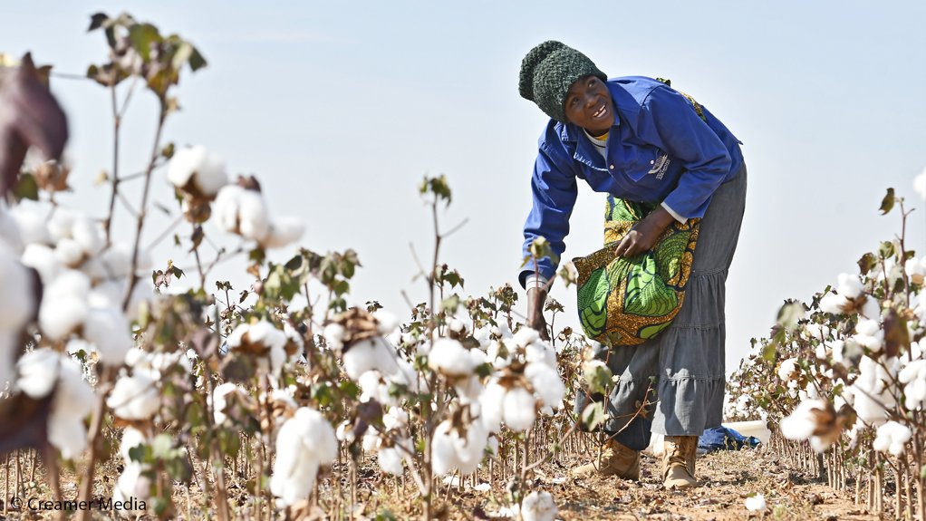 Local cotton lint buying driving clothing and textile industry’s revitalisation