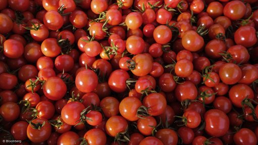 Nigeria’s biggest tomato facility idle again as farmers dump crop