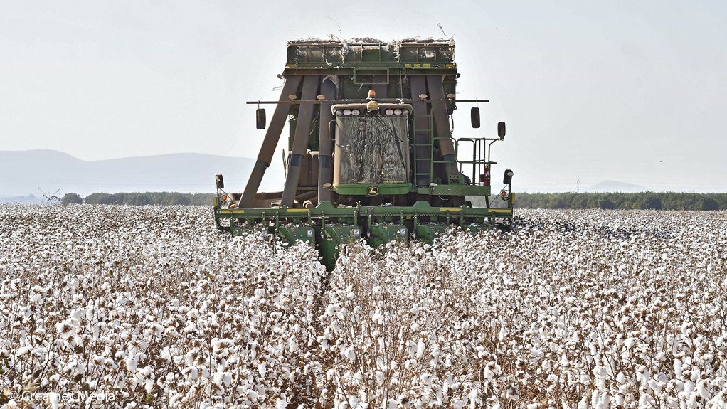 HOT COMMODITY
Interest in farming cotton is increasing as prices and demand increase
