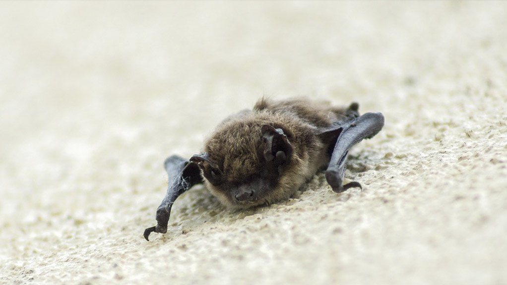 BETTING ON BATS
A preliminary study may be initiated next year to identify the native bat species in KwaZulu-Natal and Mpumalanga to curb the impact of Eldana on sugarcane crops
