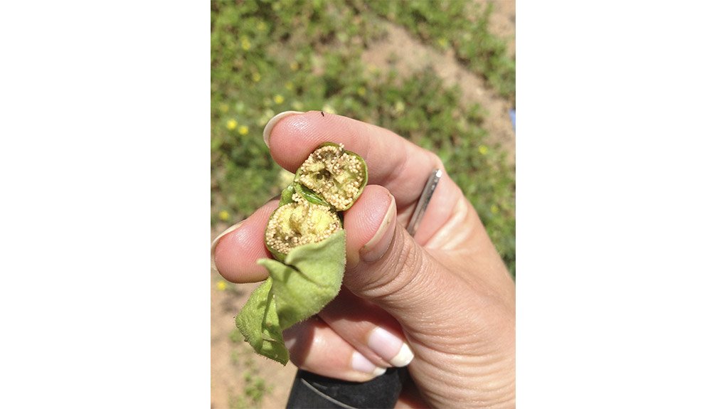 A Solaris seed pod