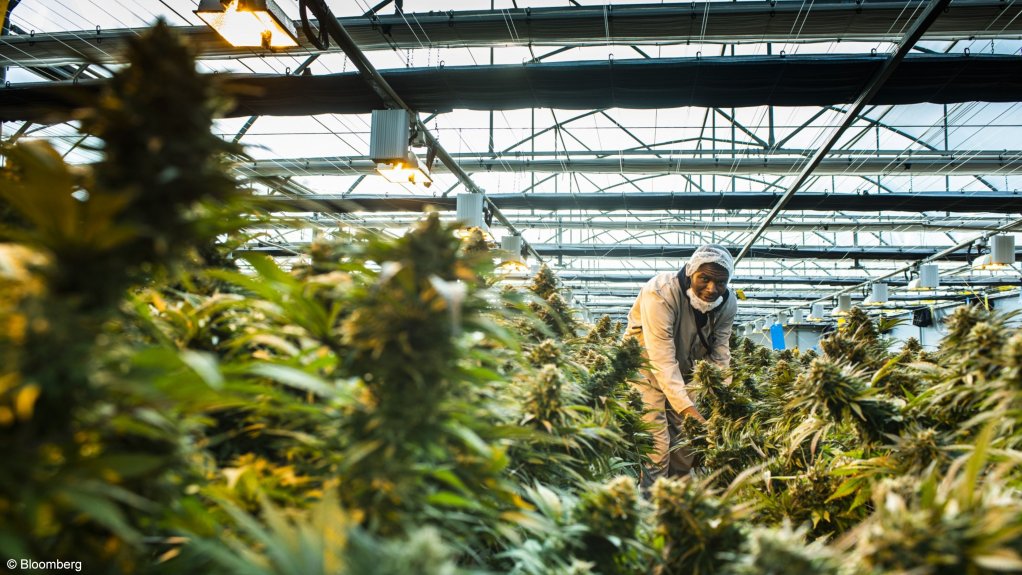 A worker harvests plants at the MG Health Ltd. growing facility in Lesotho.