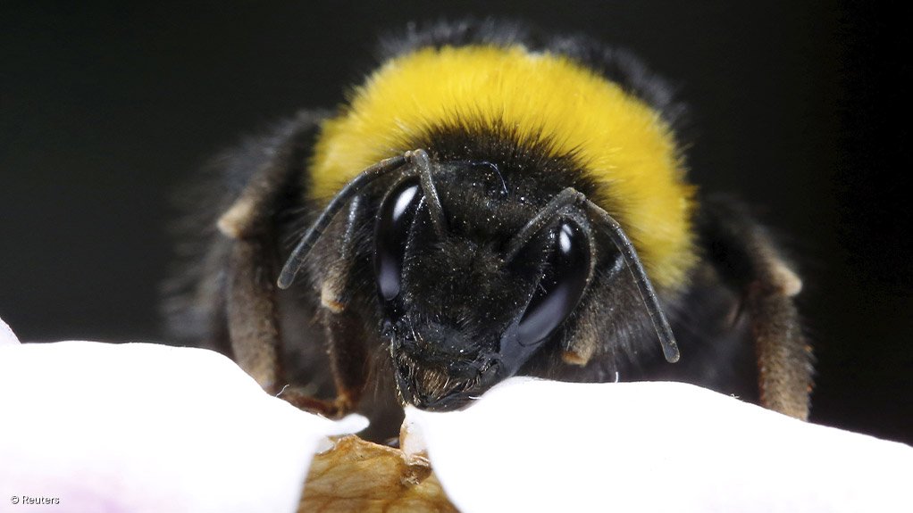 'Drastic' fall in bumblebee populations shocks scientists